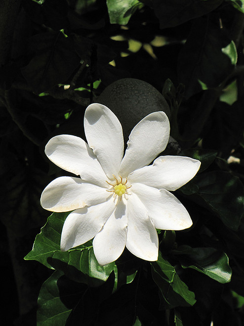 GARDENIA STD 14"