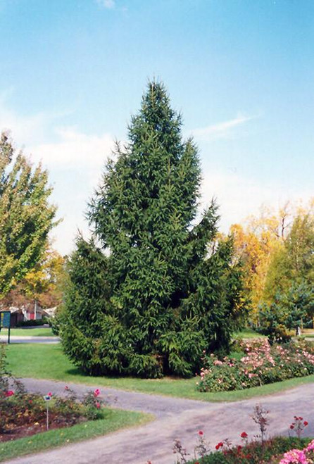  Picea abies 169661 