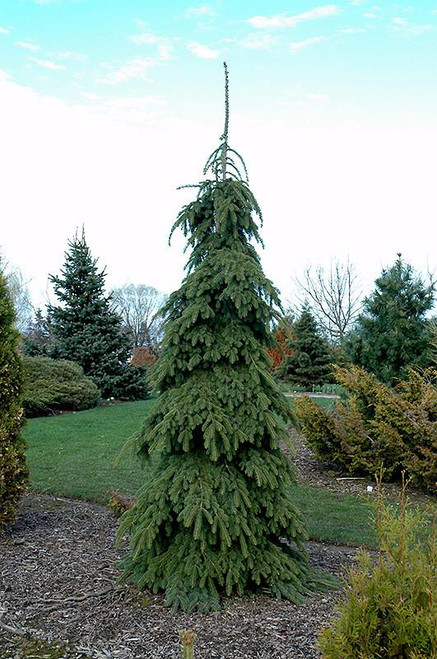  Picea glauca Pendula 169665 