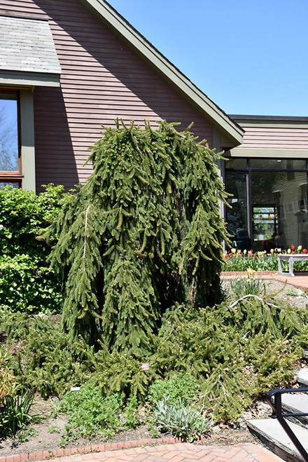 Picea SPR INVERSA 4-4.5' 