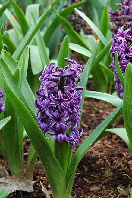 Bulbs HYACINTH 4.5" 1PP 