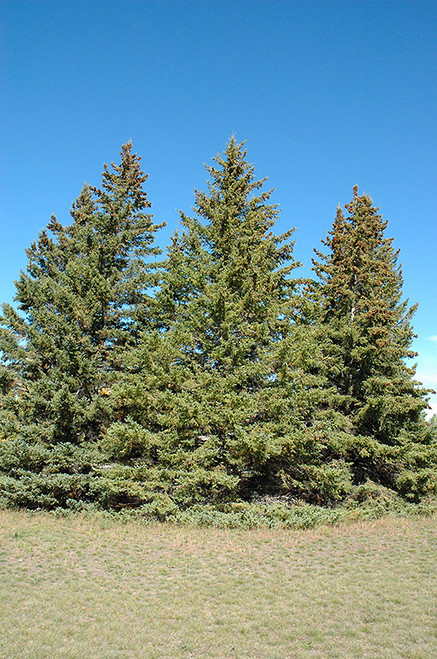 Picea glauca Conica 169713