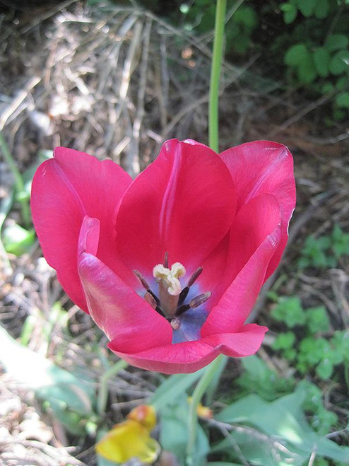 Bulbs TULIPS 4.5" 3PP 