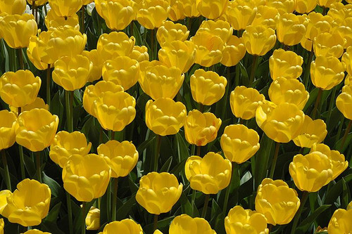 Bulbs TULIPS 10"12PP 