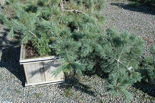  Pinus leucodermis Glauca Pendula 169808 
