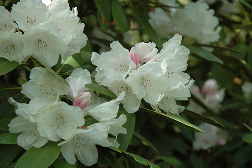 Rhododendron yakushimanum Anna Hall 169928