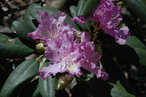 Rhododendron catawbiense Everestianum 169971