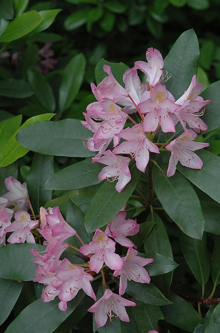  Rhododendron maximum Roseum 169997 