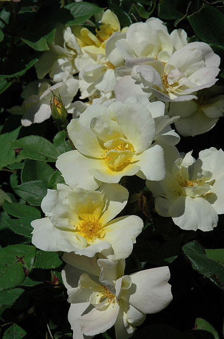 Rosa Sh White  Knock Out 332299