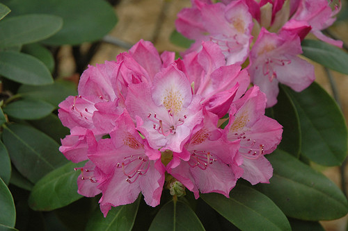 Rhododendron catawbiense English Roseum 170044