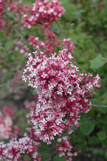  Syringa x Dark Purple 311936 