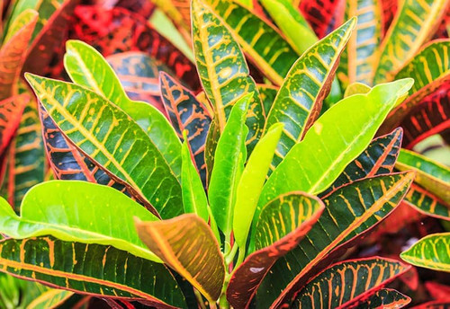 10" Foliage CROTON ASST 10" 
