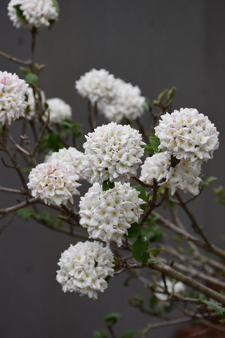  Viburnum carlcephalum Cayuga 170222 