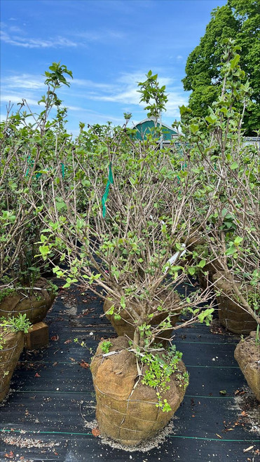  Viburnum carlcephalum Cayuga 170222 