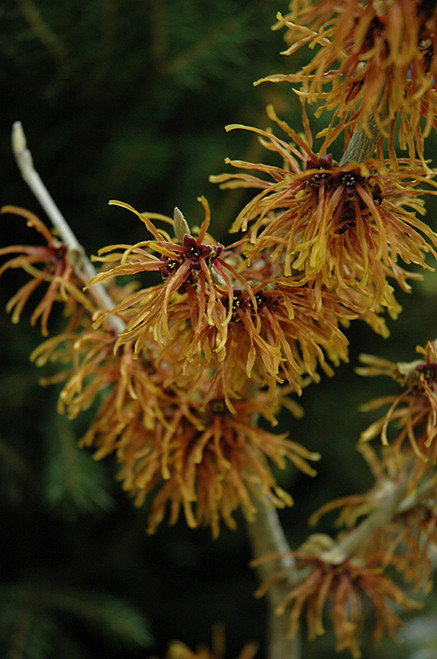 Hamamelis x intermedia Jelena 171654