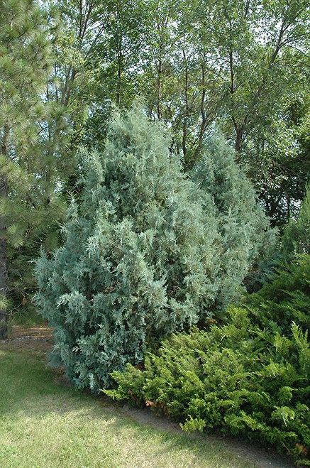 Juniperous Juniperus horizonaltis Wiltonii Silver Blue 171693 