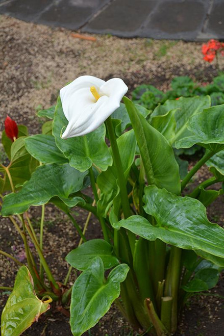 Lilies CALLA LILY 4" 