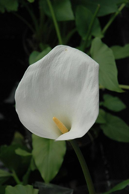 Lilies CALLA LILY 4" 