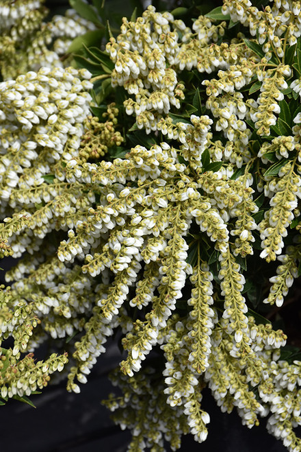Pieris japonica Prelude 171726