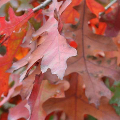  Quercus palustris 171743 