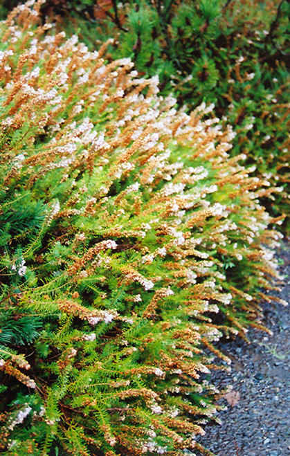 Calluna vulgaris 172046