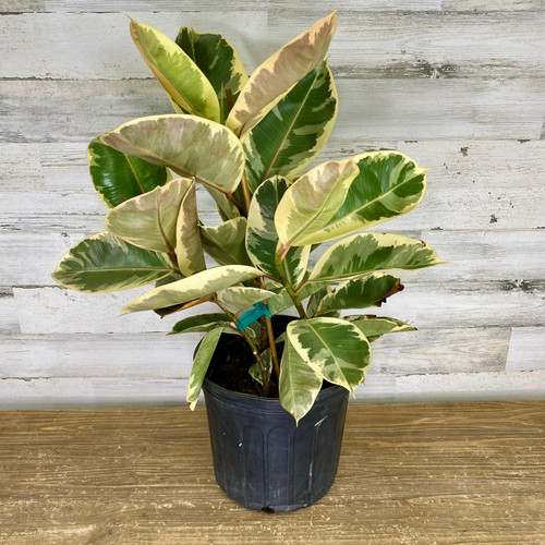 10" Foliage FICUS TINEKE  10" 