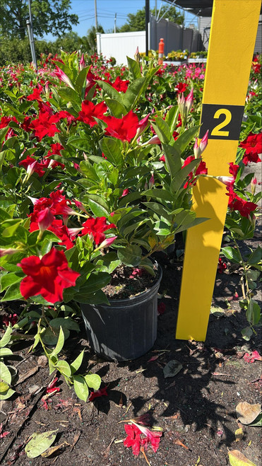 Mandevilla DIPLADENIA BUSH 10" 