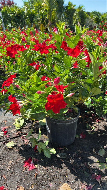 Mandevilla DIPLADENIA BUSH 10" 