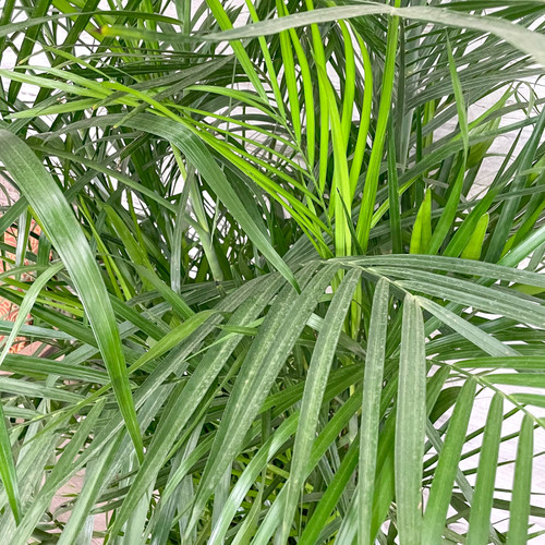 BAMBOO PALM 10"