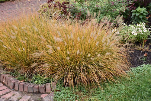  Pennisetum Rubrum 333106 