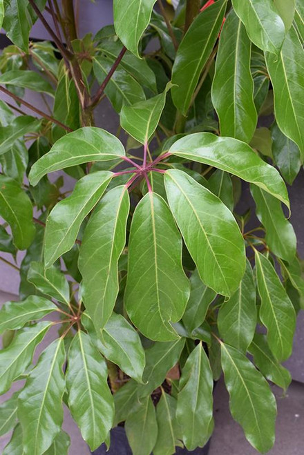 10" Foliage SCHEFFLERA AMATE 10" 