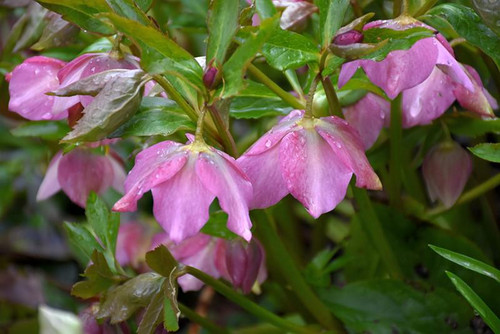  Helleborus Assorted 6" 117394 