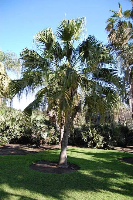 12" & Up Foliage CHINESE FAN PALM 14"/7GAL 