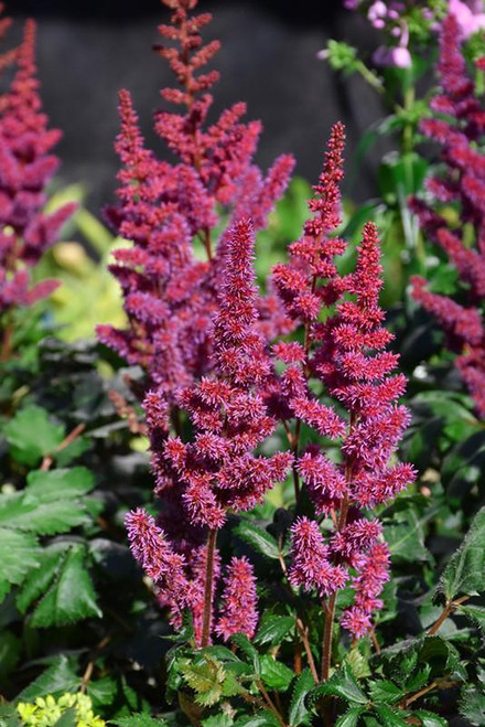  Astilbe Cardinal 325195 