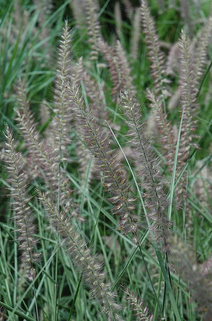  Pennisetum orientale Karley Rose 124647 