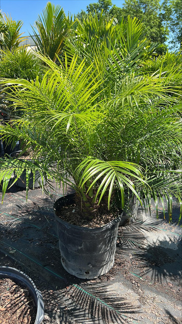 10" Foliage DATE PALM 10"/3GAL 
