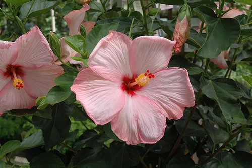 Hibiscus HIBISCUS STD 10" 