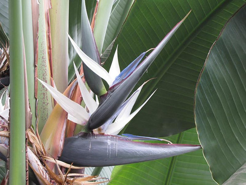 12" & Up Foliage WHITE BIRD PARADISE 12" 