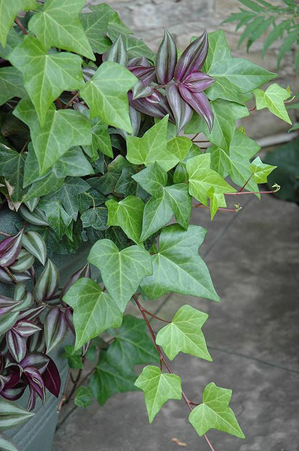 Ivy Pots IVY ALGERIAN 4" 
