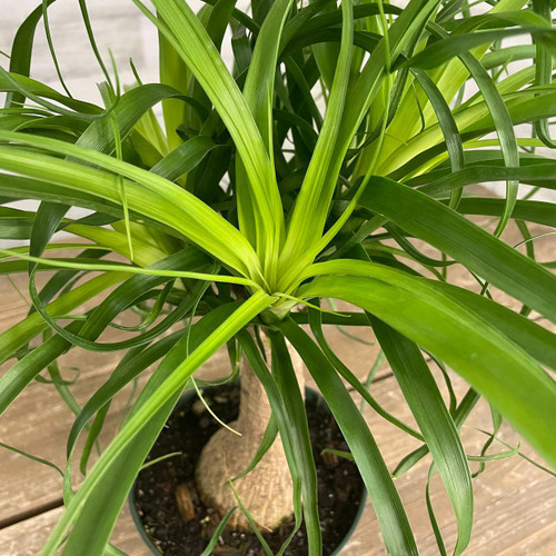 10" Foliage PONYTAIL PALM 10" LONGNECK 