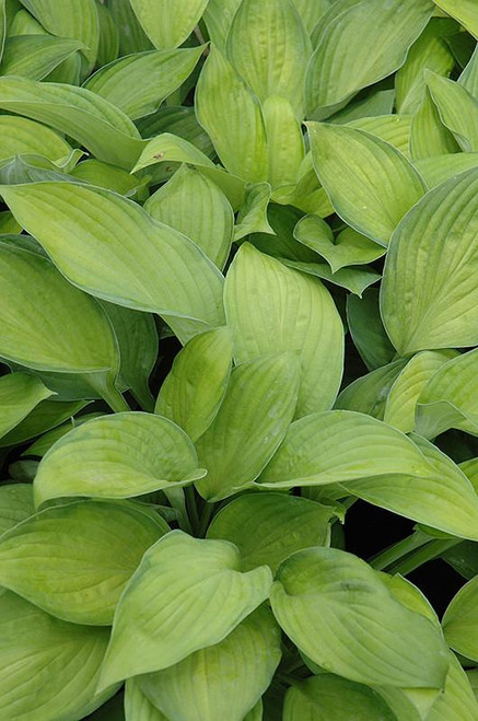  Hosta Gold Standard 129376 