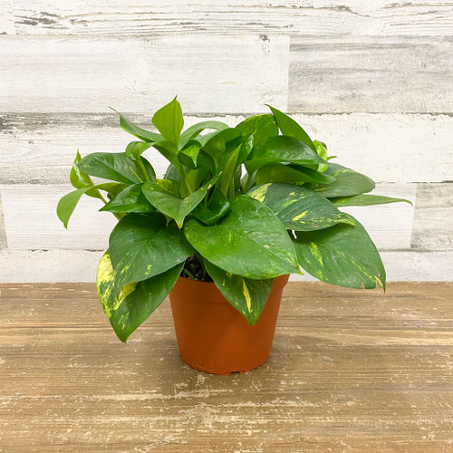 POTHOS GOLD 6"