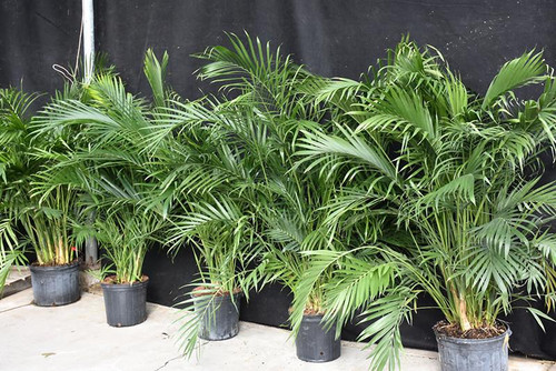 5-9" Foliage CAT PALM 8" 
