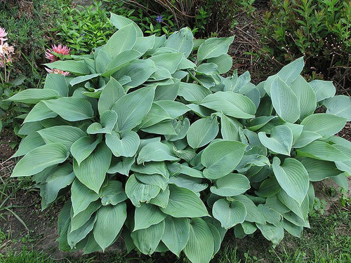 Hosta Halcyon 129349 