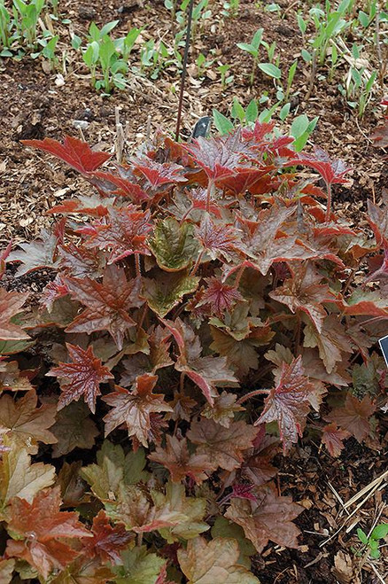  Heuchera Palace Purple 130467 