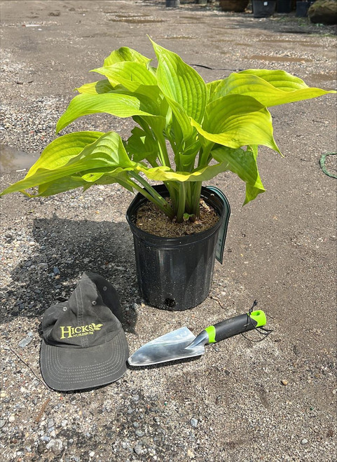  Hosta Sum Substance 130487 