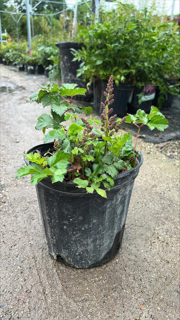  Astilbe chinensis Visions 130593 