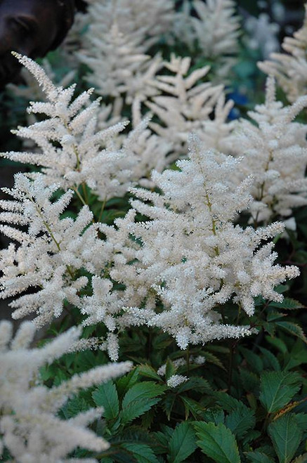  Astilbe japonica Deutschland 130596 