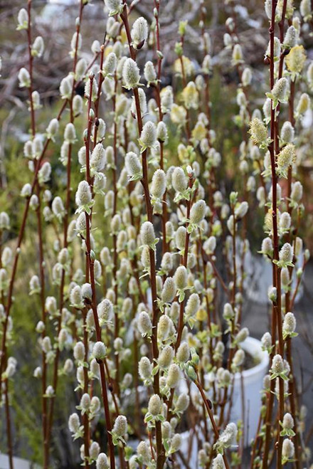 Other Yr.Rnd.Fl.Pot PUSSY WILLOW MINI 6" 