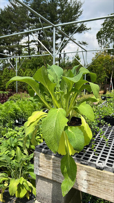 Other Sun Per. Digitalis purpurea 131742 